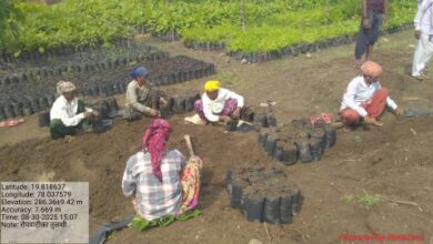 Photo of रोपवाटिकेसाठी दिलेल्या शेतजमीनीचे भाडे मागितल्याने शेतक-यावर गुन्हे दाखल करण्याचे माहूर वनपरिक्षेत्र अधिका-याचे फर्मान….