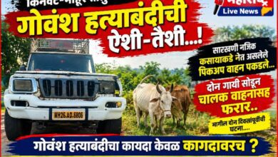 Photo of किनवट-माहूर तालुक्यात गोवंश हत्याबंदी कायद्याची ऐशी-तैशी…!