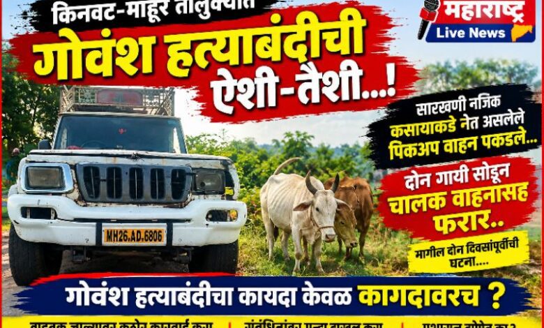 Photo of किनवट-माहूर तालुक्यात गोवंश हत्याबंदी कायद्याची ऐशी-तैशी…!